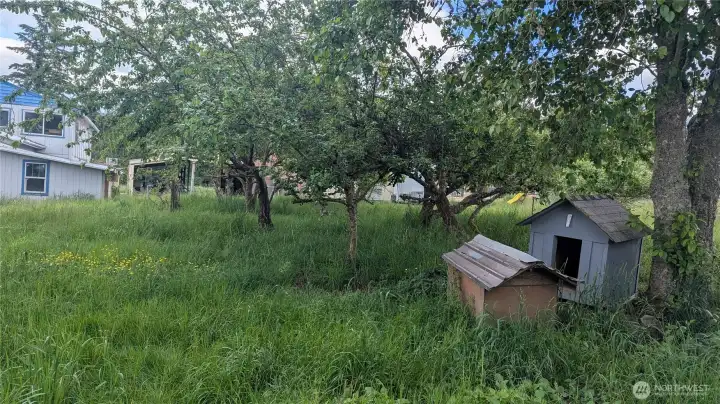 Mature Orchard Mature Orchard