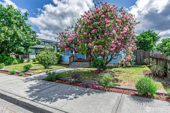 Mature landscaping