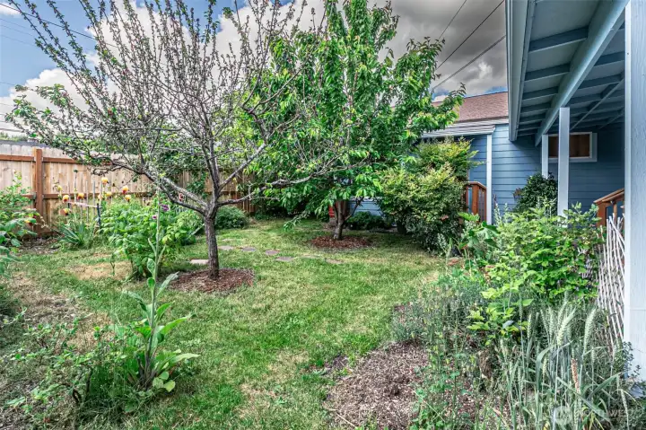 Partially fenced backyard, with fruit trees, and natural landscaping.