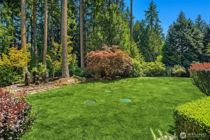 Back yard