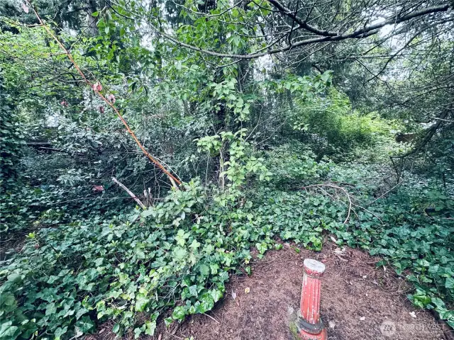 Heavily wooded yard with pathway to partially fenced yard