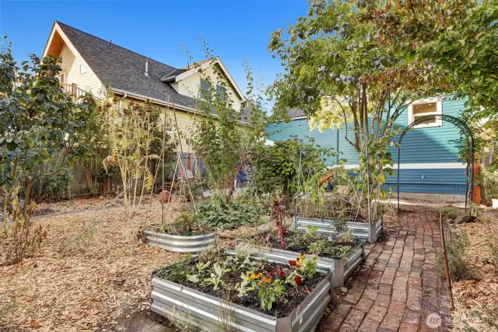 Backyard features fruit trees, including elderberry, plum and quince, plus several raised beds for backyard gardening.