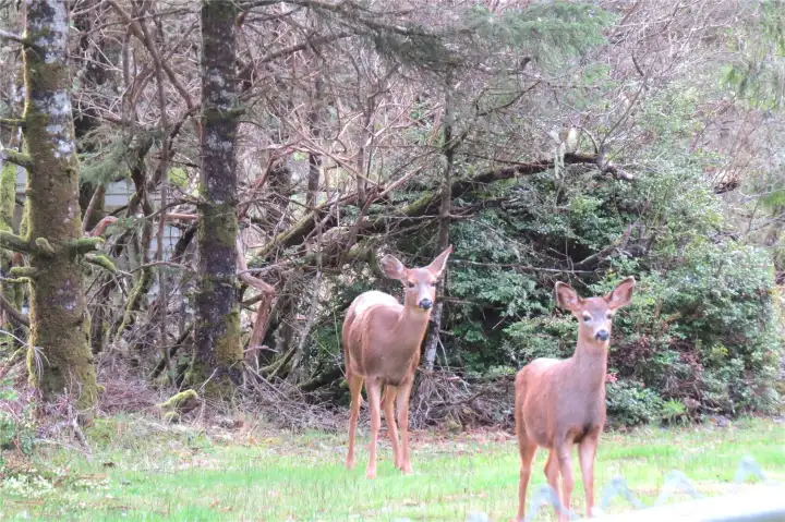 OH, LOOK JUST OVER THE FENCE IN THE LOT NEXT DOOR ARE TWO DEER WAITING TO ENJOY THE DOUBLE LOT!