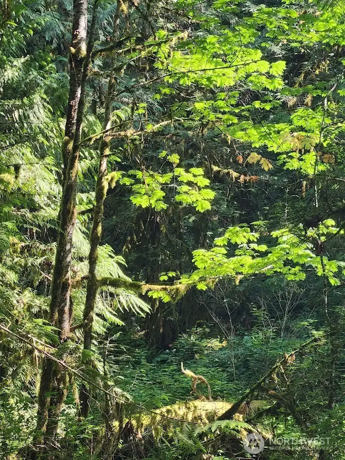 A variety of evergreen and deciduous trees abound