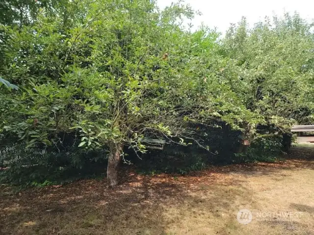 Fruit trees!  With some pruning, these could be great producers!