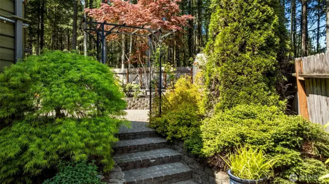 Mature maple trees