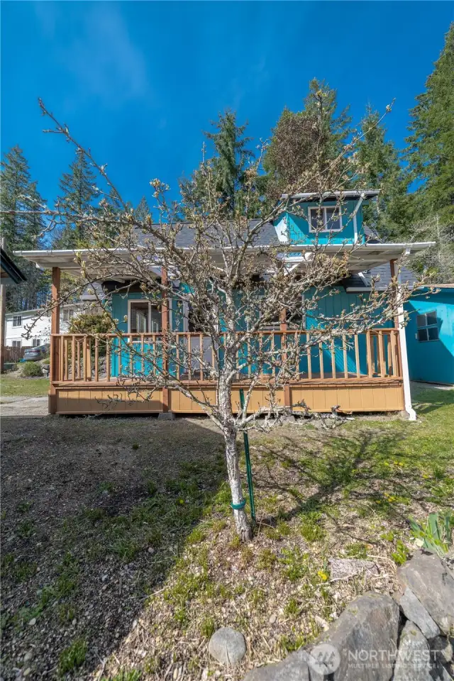 Another view of the pear tree