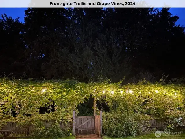 The grape vines in the front yard.
