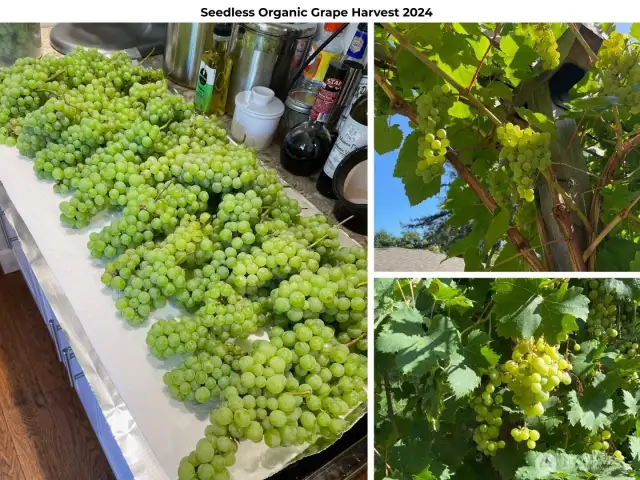 Some of the grape harvest.