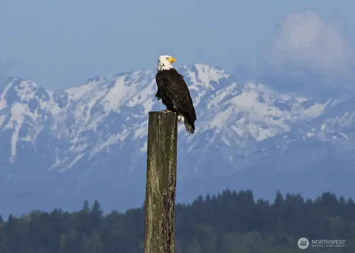50 Pine Street is known for its frequent visits from Eagles... you can hear them chirping and watching from the trees throughout the year.