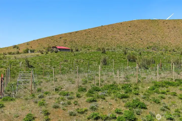 Fenced in area for vineyard (to keep the deer friends out), just add grape vines and water...you will have all the sunshine you need to grow anything in this garden area.