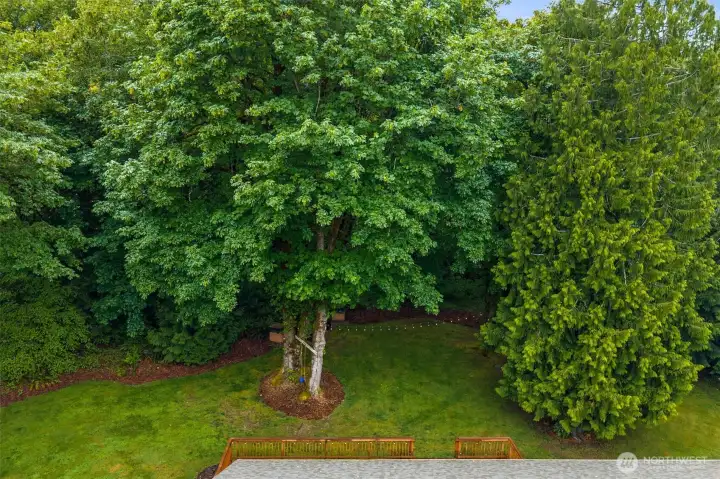 Privacy and serenity of cedar trees, eagles & owls, and the beautiful acreage!