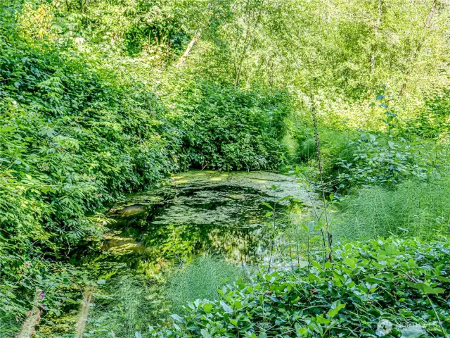 Pond