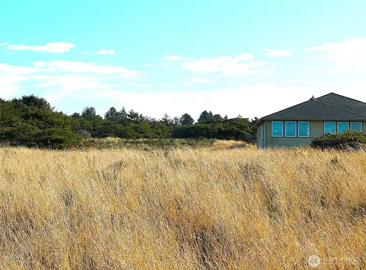 - - - on the Dune ---