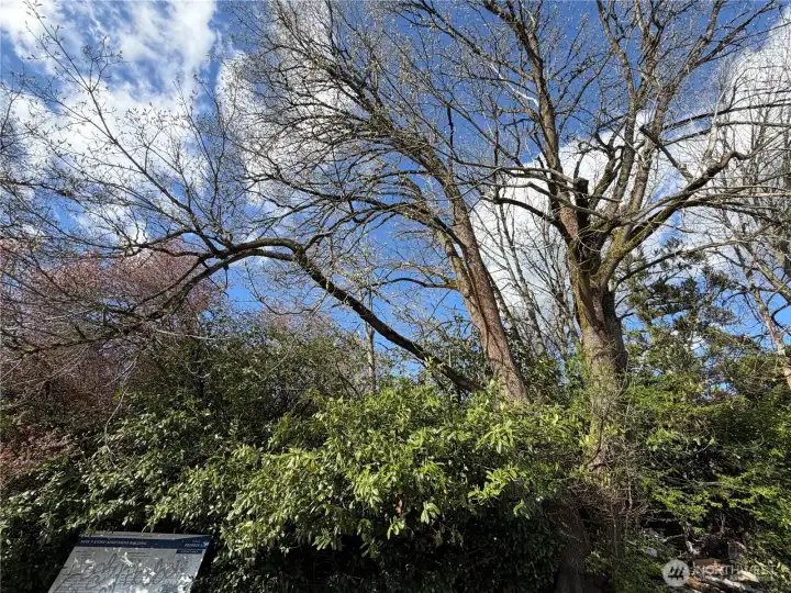 Mostly level, lightly treed. Arborist reports and approval for clearing and grading. Mostly level, lightly treed. Arborist reports and approval for clearing and grading.