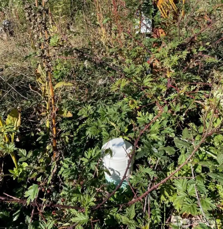 Septic hookup for RV