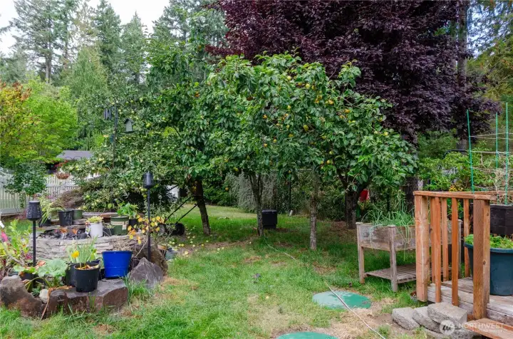 BACK YARD FRUIT TREES