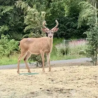 Friendly visitor Friendly visitor