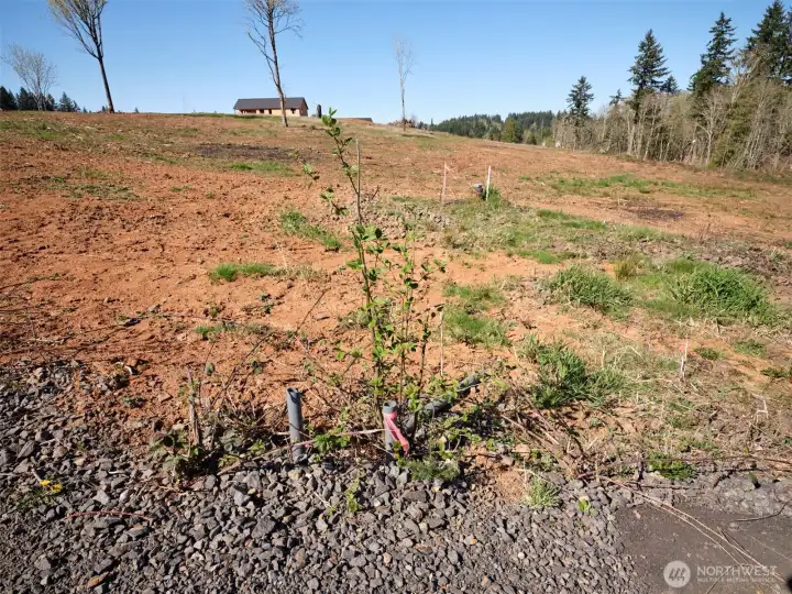 Acreage