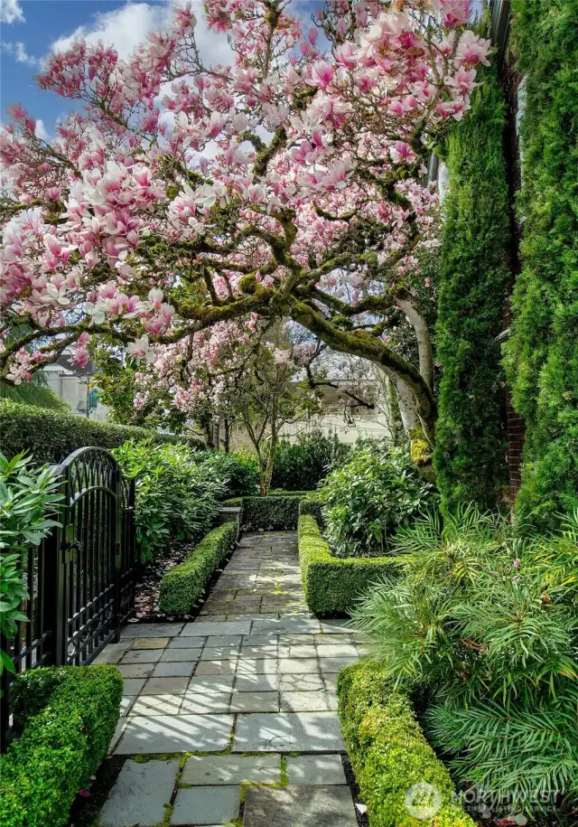 A magnolia in full bloom crowns the path to the Privacy Courtyard, casting shifting petals and shadow over stone pavers and manicured hedges. In this moment—where natural grace meets architectural order—the Bullitt Mansion reveals its quiet, most poetic welcome.