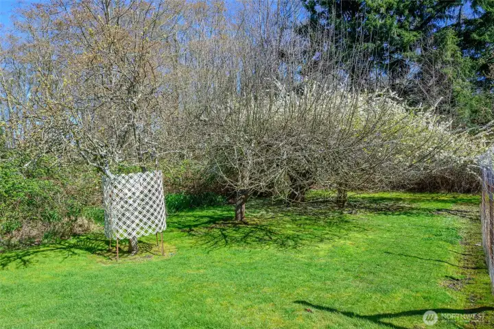 Mature fruit trees in the back yard.
