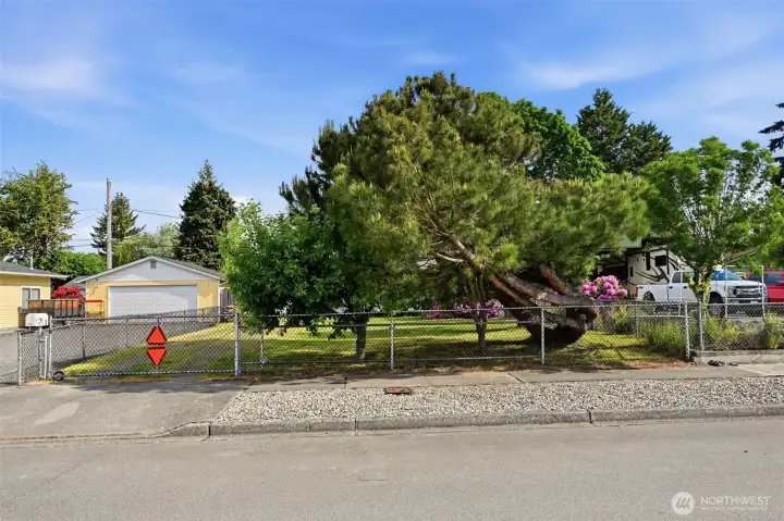 Gorgeous mature fruit trees, rhododendrons, and roses decorate the front yard. Gorgeous mature fruit trees, rhododendrons, and roses decorate the front yard.