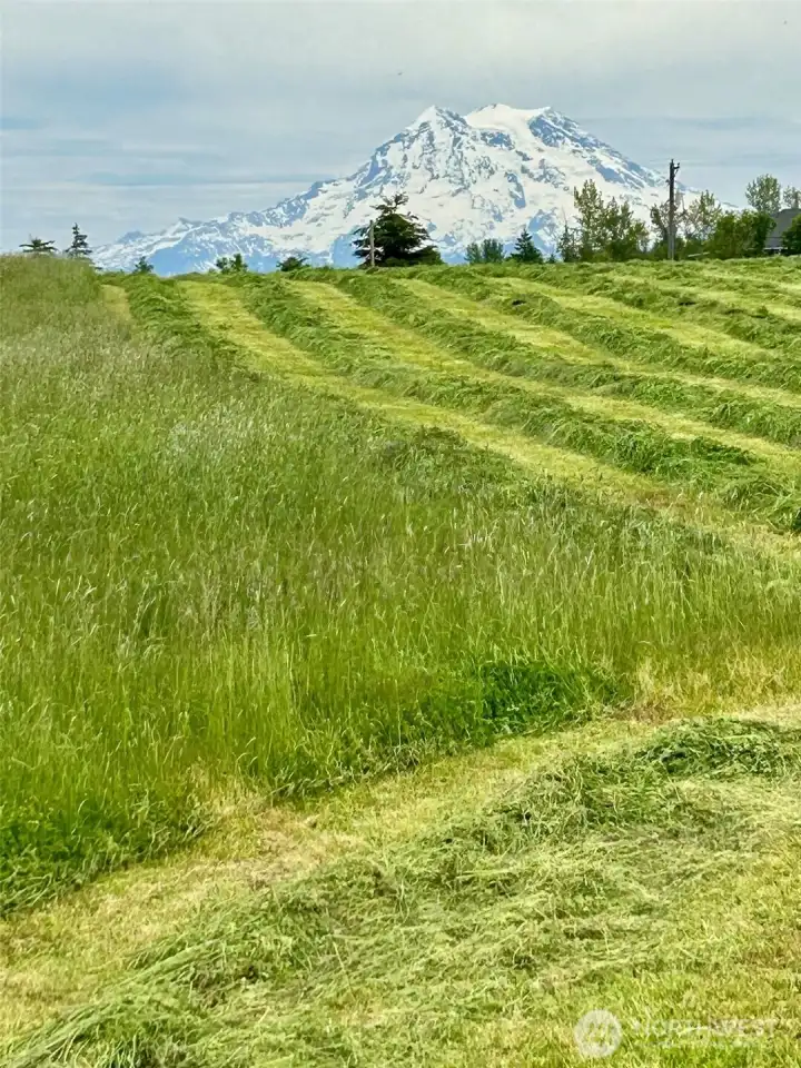 Hay Field & Mt Rainier