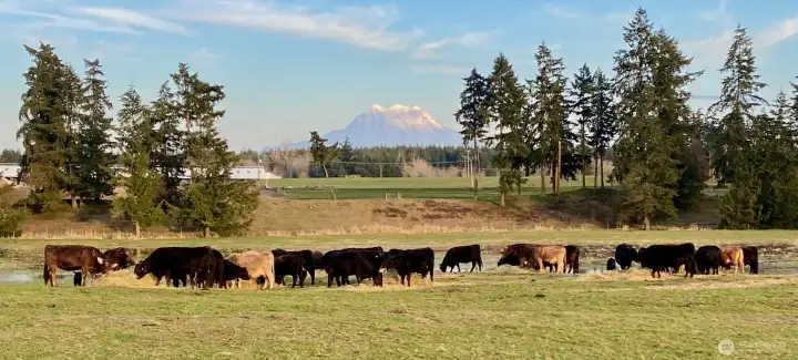Cattle-Pasture & Mount Rainier