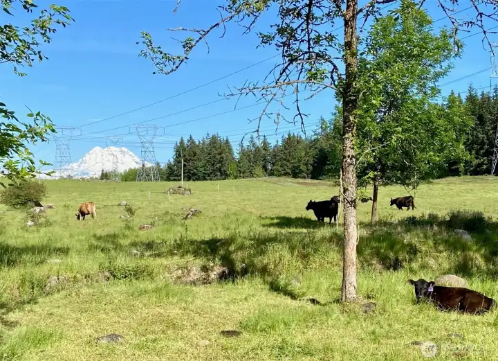 Powerlines & Cattle