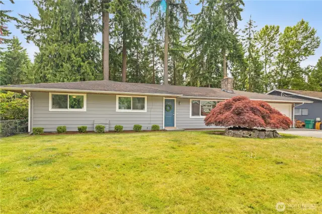 Lovely flat front yard + stunning mature Japanese Maples