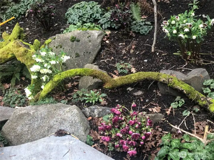 Beneath the sleeping surface we see now await Tulips, Hellebore,Asiatic & Stargazer Lillies,Crocus and many more for you to witness next spring!