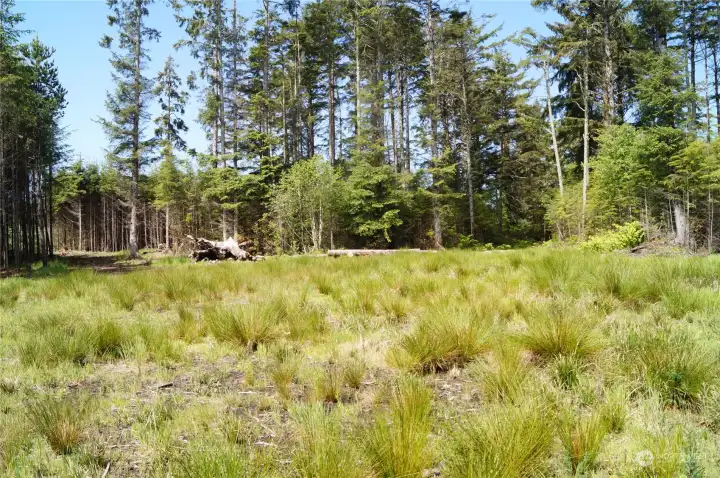 Potential Building Site