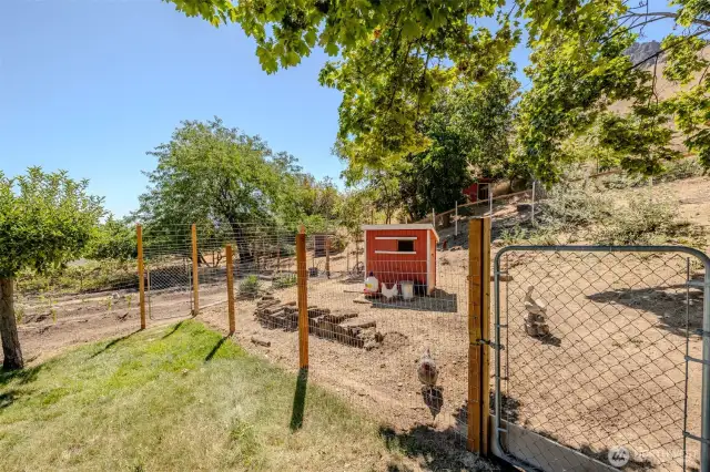 Large chicken coop with garden next door