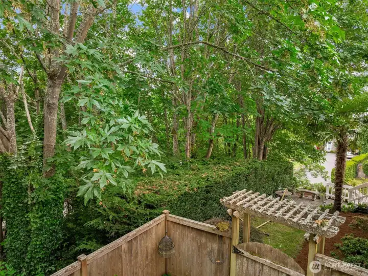 Side yard with greenery. Side yard with greenery.