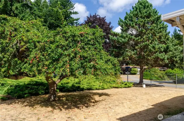Plenty of yard space for pets or little ones to run around and play.