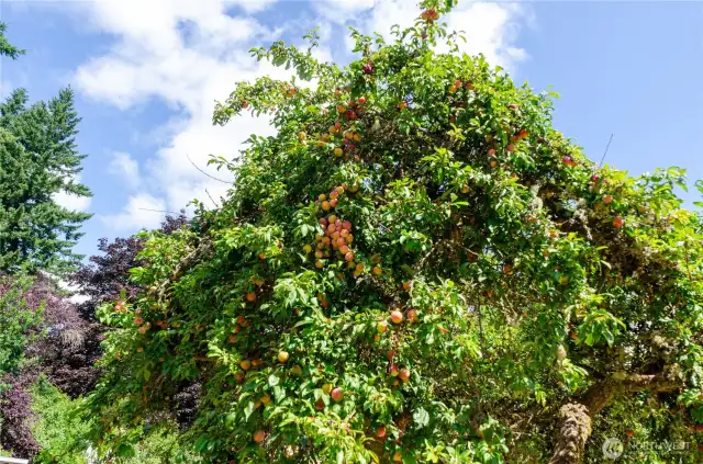Enjoy lush fruit trees right out your back door.
