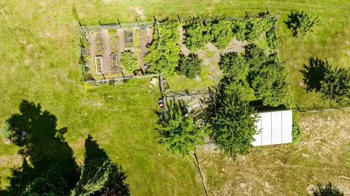 Overhead shot of the garden with raised beds, established fruit orchard with apples, plums, cherries, and raspberries, all deer fenced. Also seen here is the 15' x 12' greenhouse with ventilation system. Overhead shot of the garden with raised beds, established fruit orchard with apples, plums, cherries, and raspberries, all deer fenced. Also seen here is the 15' x 12' greenhouse with ventilation system.