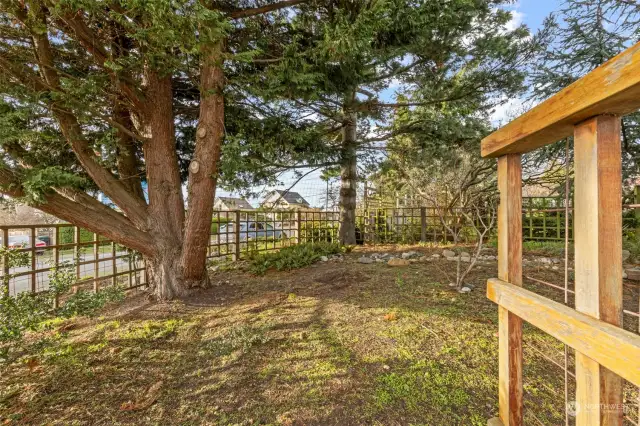 Front Yard and fully fenced for a furry friend.