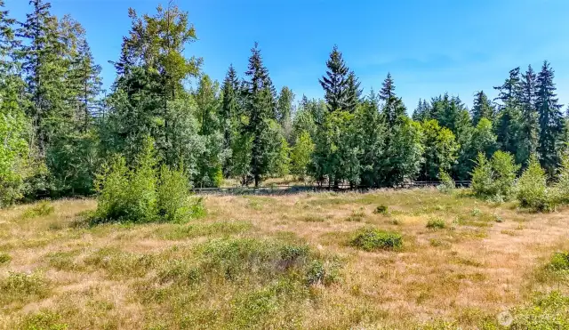 Ample pasture space formerly home of horses.Just enough trees for shade.
