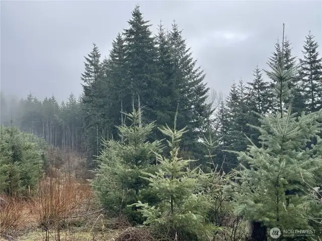 Plantation