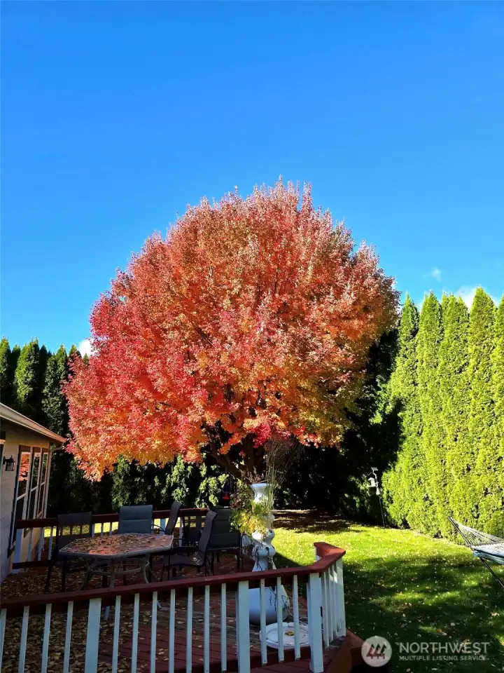 gorgeous fall colors