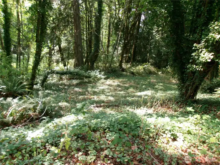 Partially cleared lower level behind the current house.