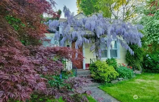 View of Wisteria in bloom
