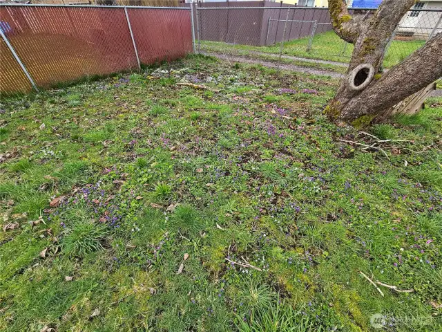 Wildflowers under the apple tree.