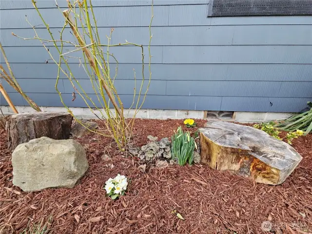 Budding Rose bushes