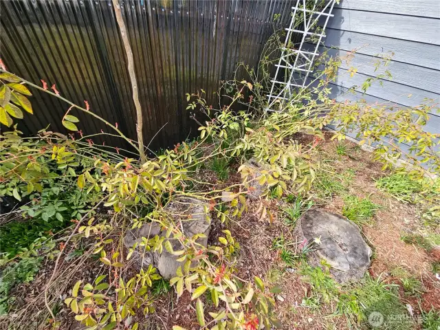 Beautiful foliage