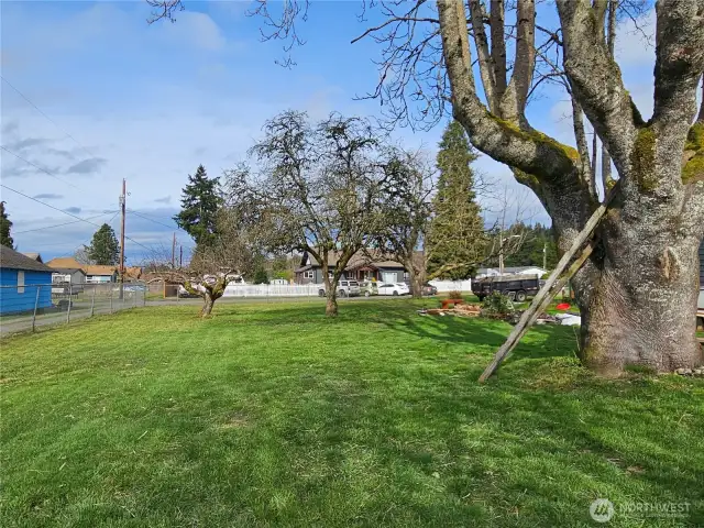 Massive back yard apple trees.