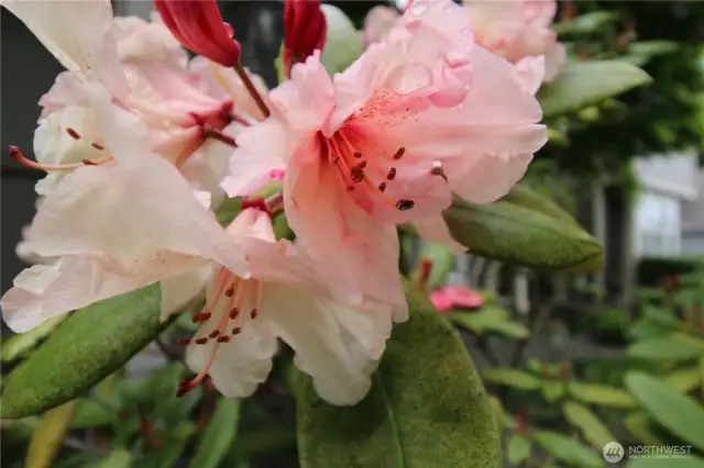 Gorgeous flowers around the property.