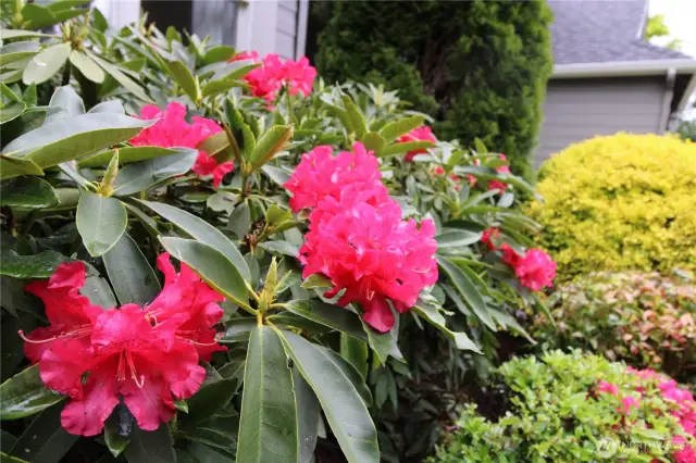 Gorgeous flowers around the property.