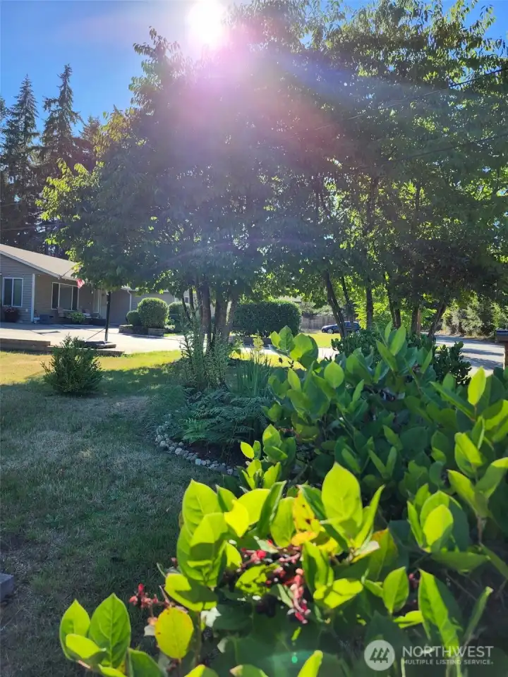Spring/Summertime photo of mature landscaping
